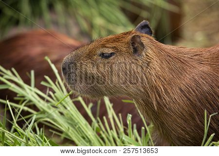 The Capybara Is A Mammal Native To South America. It Is The Largest Living Rodent In The World.