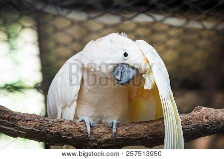 Parrots All Species Found In Most Tropical And Subtropical Regions.
