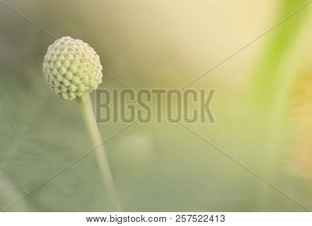 White Amaranth Forest Is A Herbaceous And Perennial, With A Blurred Background.