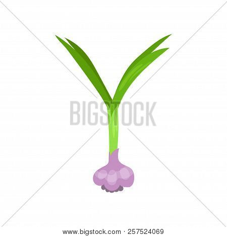 Y Veggie Vegetable English Alphabet Letter Made From Garlic Vector Illustration On A White Backgroun
