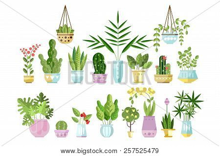 Set Of Flat Style Colorful Houseplants In Pots Standing In Line. Home Decorative Plants. Vector Coll