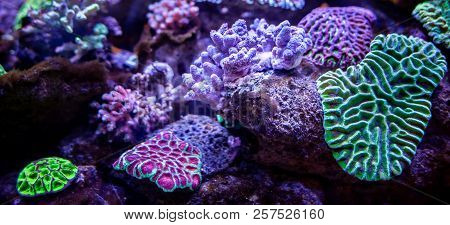 Underwater Coral Reef Landscape Background In The Deep Lilac Ocean