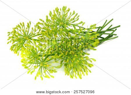 Fresh Dill Flower Isolated On White Background