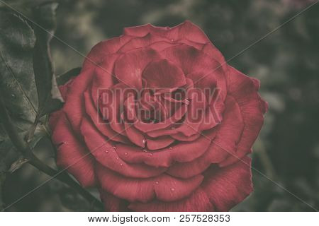 Beautiful Red Rose. Rose. Garden Flower. Floral Background.