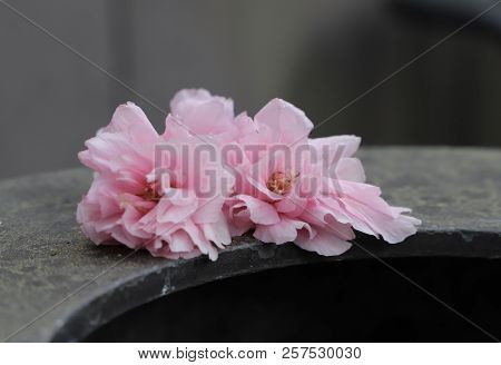 Сherry Blossoms On A Dark Iron Surface, Close-up.