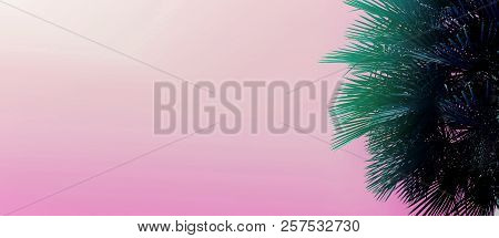 Website Heading And Banner With Copy Space In Pink Color And Palm Tree.