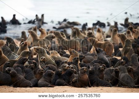 Great Colony Of Cape Fur Seals (arctocephalus Pusillus) Fur At Cape Cross In Namibia