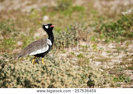 Beautiful Male Of Northern Black Korhaan, (afrotis Afraoides) Photographed In Namibia.