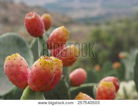Ripe Fruits Of Prickly Pears - Indian Fig Opuntia (o. Ficus-indica).