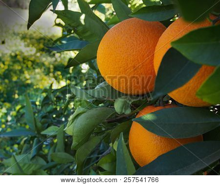 Valencian Orange And Orange Blossoms. Spain.valencia. Spring