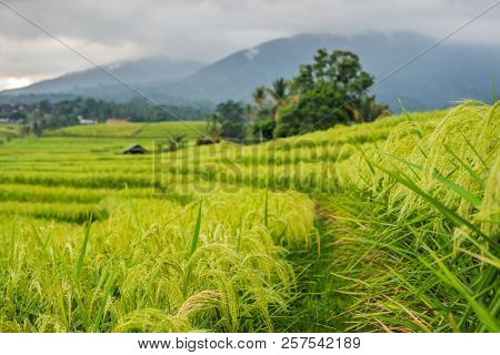 Beautiful Jatiluwih Rice Terraces Against The Background Of Famous Volcanoes In Bali, Indonesia