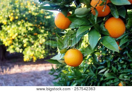 Valencian orange and orange blossoms. Spain.valencia. Spring