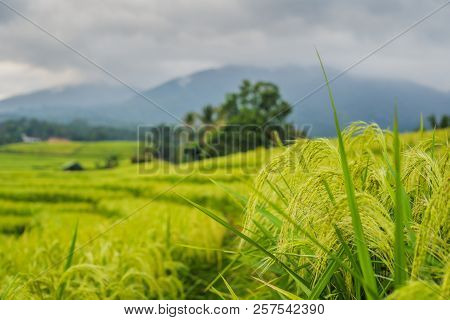Beautiful Jatiluwih Rice Terraces Against The Background Of Famous Volcanoes In Bali, Indonesia