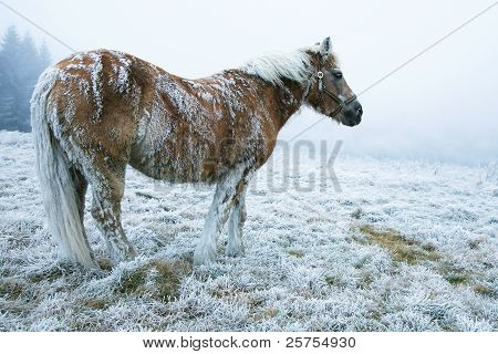 Зимний лошадь
