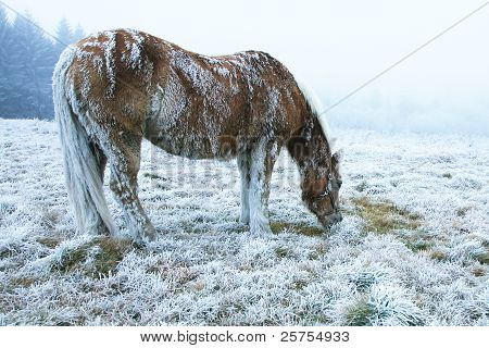 Зимний лошадь