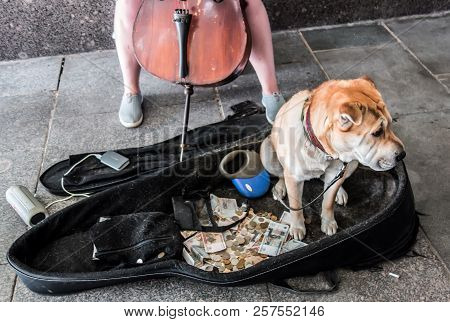 Street Musicians. The Dog Of The Sharpei Breed Sits Next To The Money Thrown Into The Case From The 