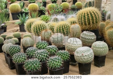 A Aollection Of Cactusses In The Planters