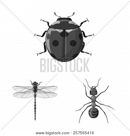 Isolated Object Of Insect And Fly Symbol. Set Of Insect And Element Stock Vector Illustration.