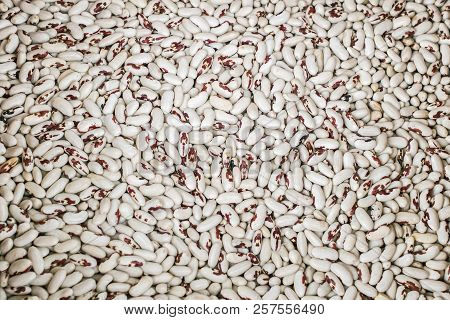 Dry Phaseolus Kidney Bean Texture Background, Close View