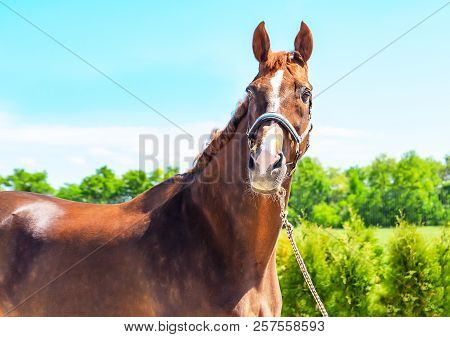 Portrait Of A Beautiful Horse, Blue Sky And Green Trees As A Background. Brown Horse Closeup, Equest