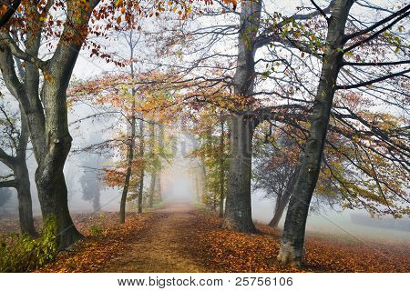 Chemin d'accès avec Beechtrees dans le brouillard à l'automne