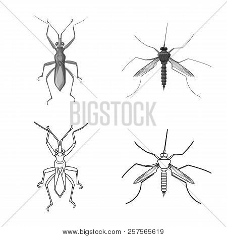 Vector Design Of Insect And Fly Logo. Set Of Insect And Element Vector Icon For Stock.