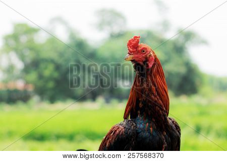 Gamecocks With Beautiful At Nature In Farm.