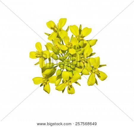 Cluster of fresh rapeseed Brassica Napus flower isolated on white background