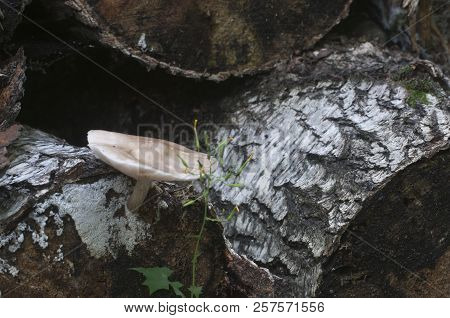 Deer Mushroom (pluteus Cervinus) Near A Birch Tree Stump