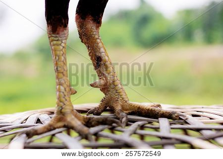 Legs Of Gamecocks On Bamboo Cage In Farm.