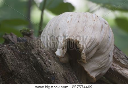 Pluteus Sp. Mushroom On An Old Stub