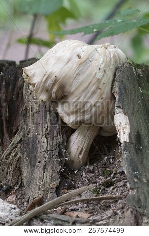 Pluteus Sp. Mushroom On An Old Stub