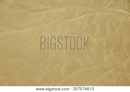 The Monkey - Nasca Lines - Peru