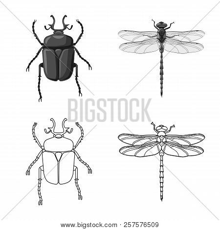 Vector Illustration Of Insect And Fly Icon. Set Of Insect And Element Stock Symbol For Web.