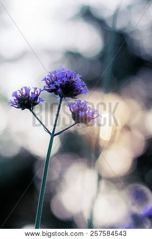Beautiful Of Purple Flowers In A Garden At Sunset.