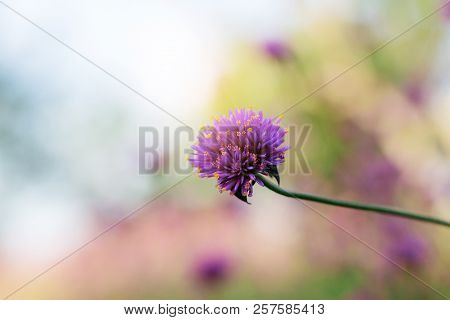 Purple Flowers With Colorful In The Winter At Sky.