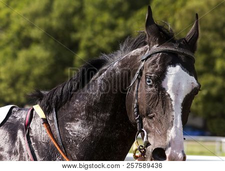 Portrait Of A Akhal-teke Horse After The Race.