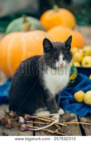 Grey-white Beautiful Cat Next To Fresh Vegetables Looking At The Camera His Eyes Closed, Close-up