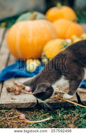 The Cat With Vegetables