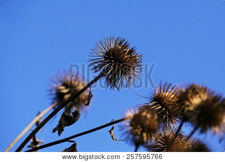 Buds Of The Great Burdock Arctium Lappa In Autumn