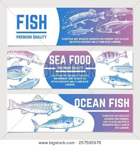 Fish Banners. River And Ocean Sketch Fishes Seafood Packaging Vector Labels. Poster And Banner Packa