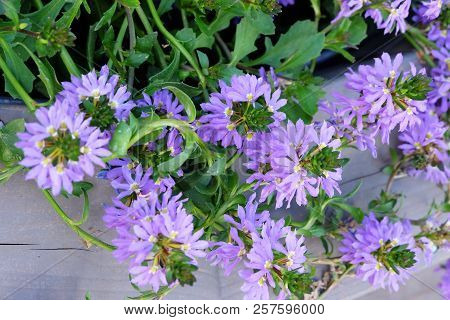 Decorative Plant Scaevola Aemula In A Wooden Flowerpot In A Park.