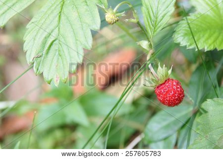 Strawberries, Forest Forestry Berry Ripe Juicy Fragrant, Delicious Berries Fruit Summer Collect, Fla