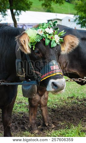 Cow Of Val Rendena With Floral Crown On Head