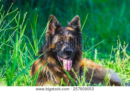 Portrait Of A Happy German Shepherd Dog In The Grass, Valconca, Emilia Romagna, Italy