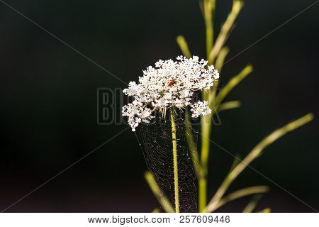 Wild Carrot Flower (daucus Carota), Covered In Cobwebs, Valconca, Emilia Romagna, Italy