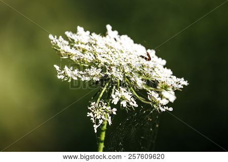 Wild Carrot Flower (daucus Carota), Covered In Cobwebs, Valconca, Emilia Romagna, Italy