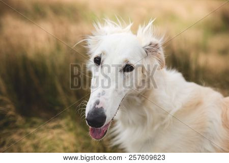 Portrait Of Cute Russian Borzoi Dog In The Field. Close-up Image Of Elegant Dog Breed Russian Wolfho