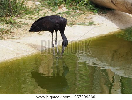 Photography That Is Showing An African Openbill (scientific Name: Anastomus Lamelligerus)