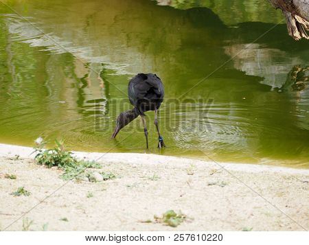 Photography That Is Showing An African Openbill (scientific Name: Anastomus Lamelligerus)
